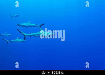 Tiburón gris de arrecife. En la Isla Yap en los Estados Federados de Micronesia. Foto de stock