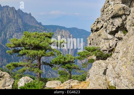 El corso de pino (Pinus nigra subsp. laricio) en el Col de Bavella, macizo de Bavella, Corse du Sud, Córcega, Francia Foto de stock