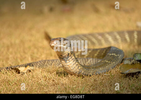 King Cobra (Ophiophagus hannah) en el suelo con la cabeza levantada, Bali, Indonesia, octubre Foto de stock