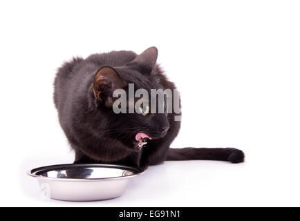 Gato negro lamer sus labios después de comer sus alimentos, sobre blanco