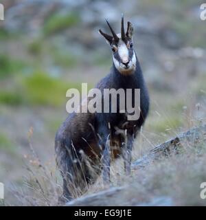 Gamuza (Rupicapra rupicapra), macho, el Parque Nacional del Gran Paradiso, Valnontey, Piamonte, Italia Foto de stock