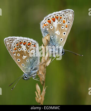 Dos mariposas azules comunes (polyommatus icarus) tomadas en una reserva natural en Northumberland, Reino Unido. Foto de stock