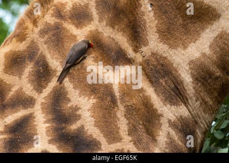 Rojo-facturados oxpecker (Buphagus erythrorhynchus) la búsqueda de parásitos en el cuello de una jirafa, el Parque Nacional Kruger, South Afr Foto de stock