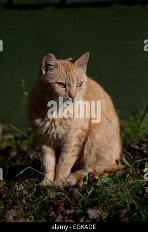 Gato salvaje en Margaree Valley, Nova Scotia, Canadá Foto de stock