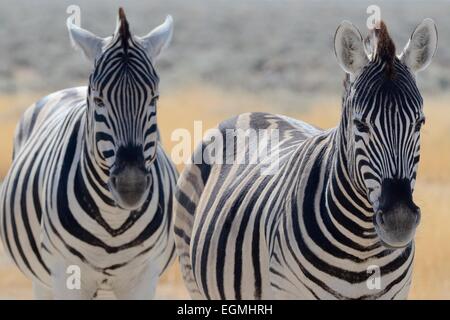 Dos cebras de Burchell (Equus burchelli) caminar uno detrás del otro, el Parque Nacional de Etosha, Namibia, África Foto de stock