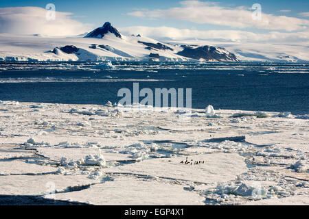 La Antártida, Mar de Weddell, pingüinos de barbijo sobre hielo flotante Foto de stock