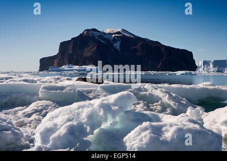 La Antártida, Mar de Weddell y focas de Weddell (Leptonychotes weddelli) descansando sobre hielo Foto de stock