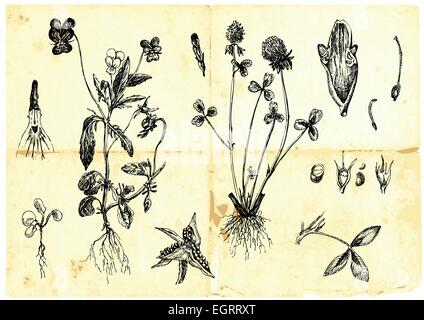  Plantas y hierbas medicinales dibujo a mano vintage ilustración grabado Imagen Vector de stock