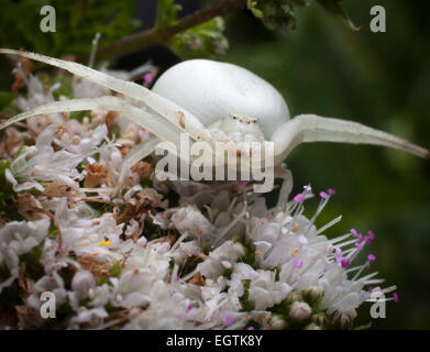 Un cangrejo blanco-araña (ARACHNIDA, ARANEAE,Thomisidiae), escondiéndose en una flor de menta. Foto de stock
