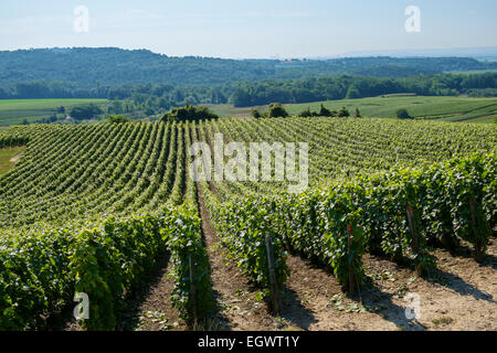 Los viñedos de la región de Champagne, Francia, Europa en verano Foto de stock