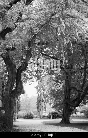 Una imagen en blanco y negro de frondosos árboles y un agradable paseo por la Isla Margarita parque donde pasar el tiempo libre Foto de stock