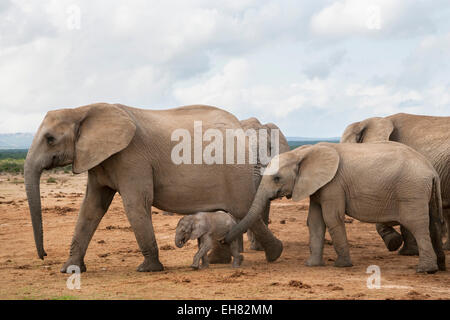 Los elefantes (Loxodonta africana), el rebaño con el ternero recién nacido, Parque Nacional de Elefantes Addo, Sudáfrica, África Foto de stock
