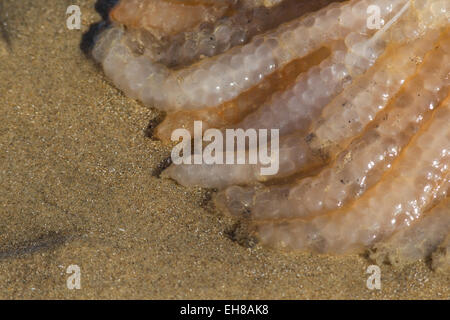 Los huevos de la Unión común o los calamares (Loligo vulgaris) arrastrados hasta la playa de Dungeness, Kent, UK, después de una tormenta. Foto de stock