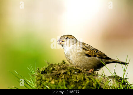 Sparrow en un jardín.