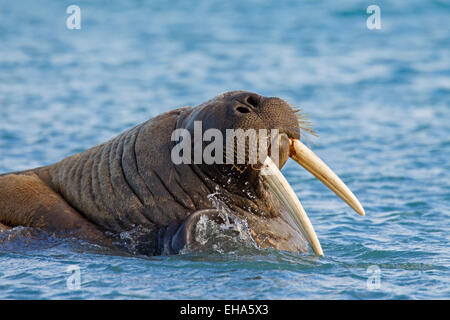 La morsa (Odobenus rosmarus) cerca de toro con grandes colmillos nadar en  el océano Ártico Fotografía de stock - Alamy