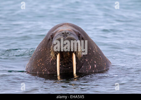 La morsa (Odobenus rosmarus) cerca de toro con grandes colmillos nadar en  el océano Ártico Fotografía de stock - Alamy