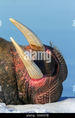 La morsa (Odobenus rosmarus) cerca de toro con grandes colmillos nadar en  el océano Ártico Fotografía de stock - Alamy