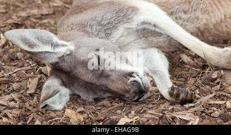 La vida silvestre de Australia un canguro Foto de stock