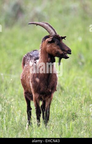 Interno, de cabra Capra hircus aegagrus Foto de stock