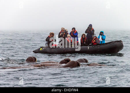 Los turistas en bote hinchable observar y fotografiar a un grupo de morsas (Odobenus rosmarus) nadando en el mar ártico, Svalbar Foto de stock