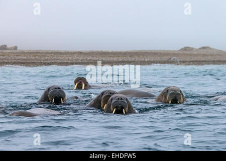 Grupo de morsas (Odobenus rosmarus) nadando en el mar ártico, Svalbard, Noruega Foto de stock