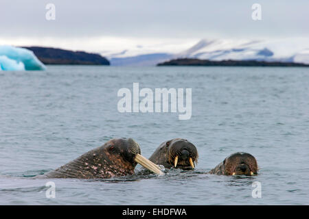Tres morsas (Odobenus rosmarus) nadando en el mar ártico, Svalbard, Noruega Foto de stock