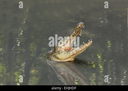 El cocodrilo siamés (Crocodylus siamensis),