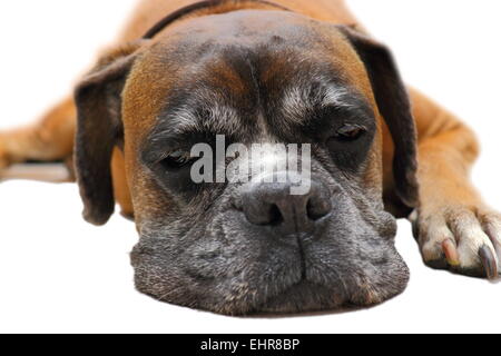 Cara linda de dormir perro raza boxer ( ) Foto de stock