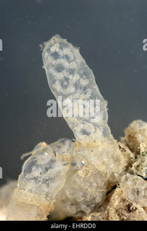 Calamar común quid huevos - loligo vulgaris Foto de stock