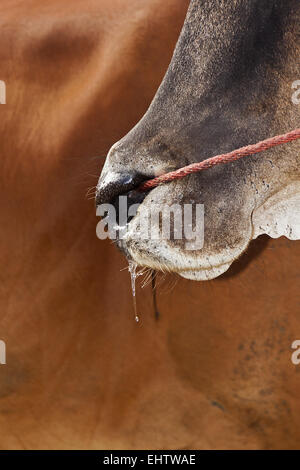 Gripe de ganado Foto de stock