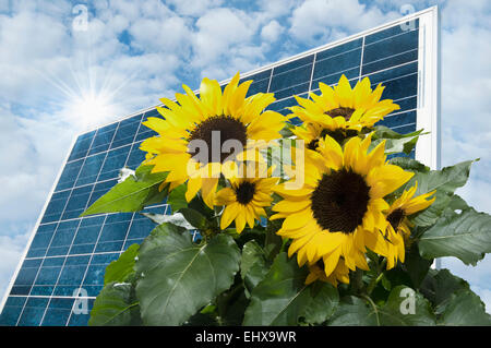 El girasol y el panel solar Fotografía de stock - Alamy