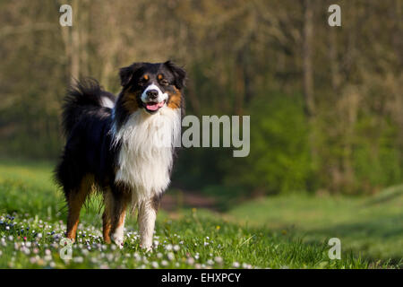 Pastor Australiano tri negro perro adulto floración permanente meadow Alemania
