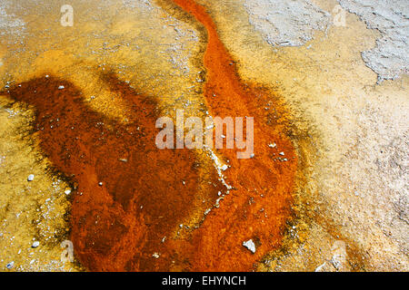 Colchoneta bacteriana, Grand Prismatic Spring, Parque Nacional Yellowstone, Wyoming, Estados Unidos
