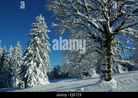 Suiza, Europa, Jura, Freiberge, Franches Montagnes, Les Breuleux, nieve, árboles, los inviernos Foto de stock