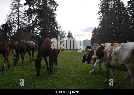 Suiza, Europa, Jura, Freiberge, Franches Montagnes, pastos, sauce, caballos, ganado, vacas Foto de stock
