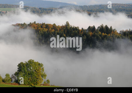 Suiza, Europa, Jura, Freiberge, Franches Montagnes, ver, niebla, la madera, el bosque, los árboles, el mar de niebla, otoño Foto de stock