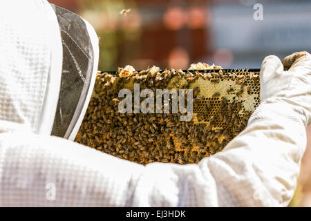 Mujer apicultor, control de la salud de la miel en un fotograma en Seattle, Washington, EE.UU. Foto de stock