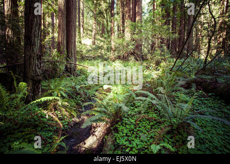 Parque Nacional Redwood, camino a través de las secoyas gigantes Foto de stock