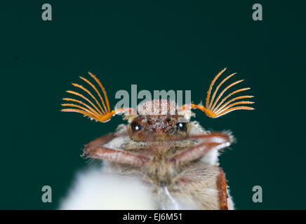 Close-up de un Maybug (Melolontha melolontha), Hampshire, Reino Unido Foto de stock