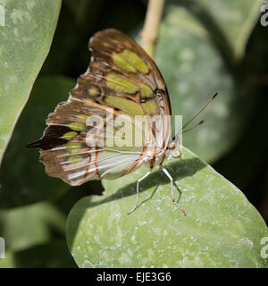 Malaquita sentado sobre hojas de mariposa con las alas cerradas Foto de stock