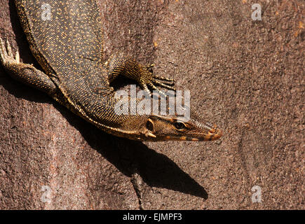 Malasia.La isla de Tioman , verano.Monitor lizard sentado en la piedra y calentamiento de uno mismo en el sol. Foto de stock