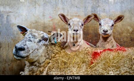 Bruscamente un prestados retrato familiar de una oveja con su hermana gemela corderos mirando tan lindo en su parte de atrás, en un proceso de recuperación en una granja de ovejas, pluma.