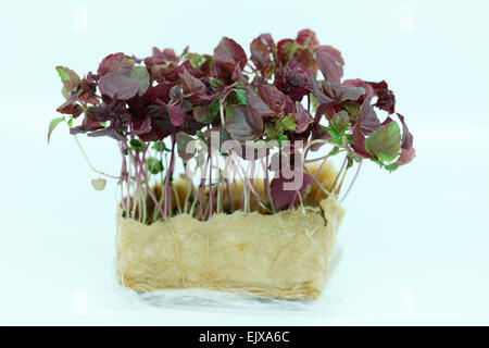 Fresco y saludable bebé - micro ensalada de hojas Jane Ann Butler Fotografía JABPF030 Foto de stock