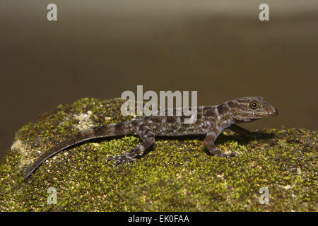 Geco enano, Cnemaspis sp, Gekkonidae, Thenmala, Kerala. Foto de stock