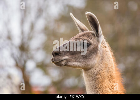 Retrato de guanaco (Lama guanicoe) Foto de stock