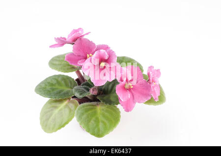 Foto de estudio de las plantas violeta africana sobre fondo blanco  Fotografía de stock - Alamy