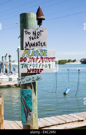 Robbie's Marina, donde el público puede alimentar a mano el gigantesco pez Tarpon, Islamorada, Florida Keys, EE.UU. Foto de stock