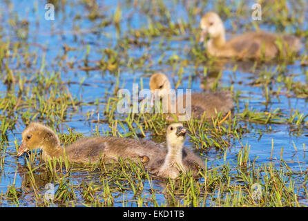 Graylag Goose goslings nadar en el lago y comer hierba