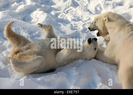 El oso polar (Ursus maritimus) masculino y femenino jugando y el pegado durante la temporada de apareamiento Foto de stock
