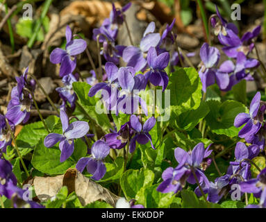 Flores violetas Viola odorata cerrar Foto de stock